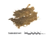 藏品(柔葉泥炭苔)的圖片